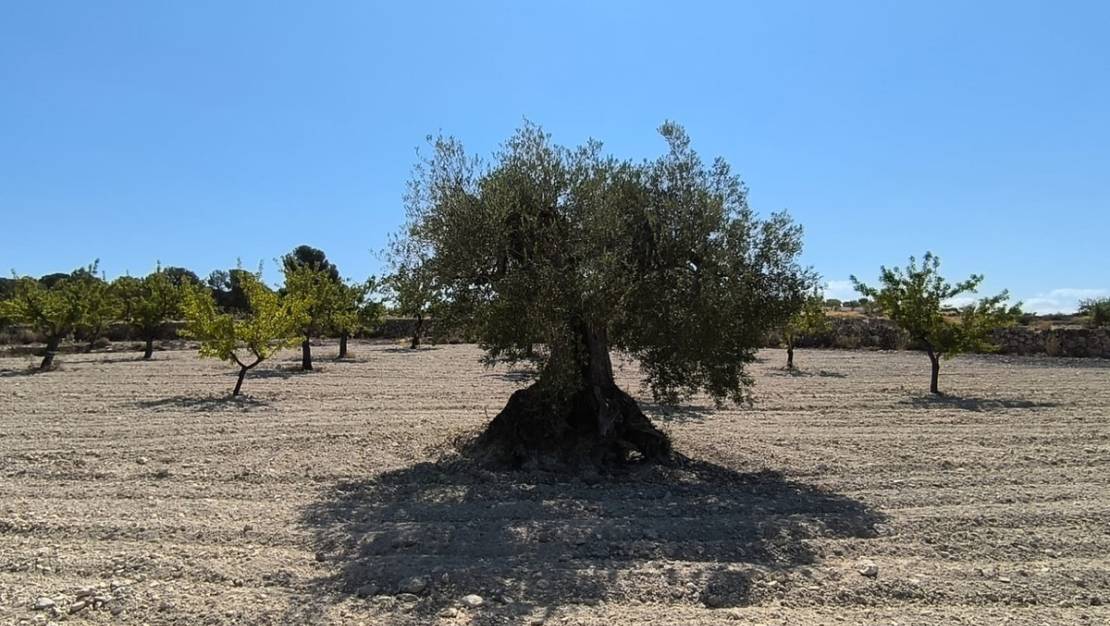 Sale - Land - Monóvar - Monòver - Monóvar - Monòver Centro