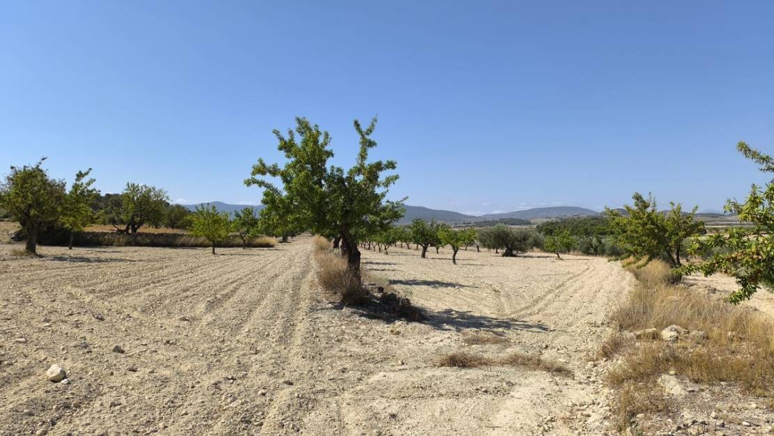 Sale - Land - Monóvar - Monòver - Monóvar - Monòver Centro