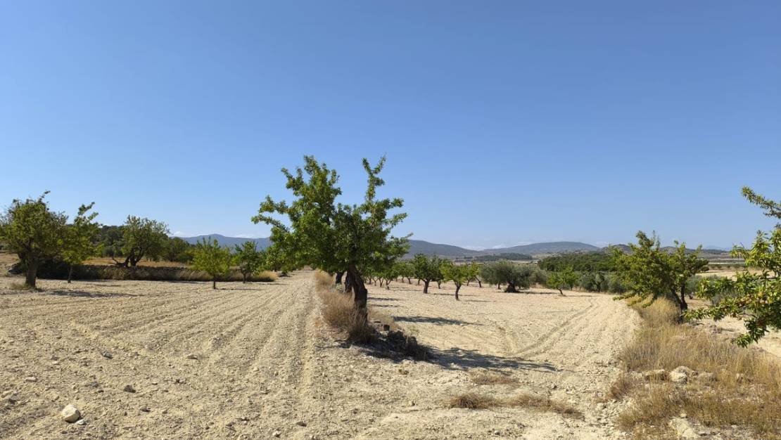 Sale - Land - Monóvar - Monòver - Monóvar - Monòver Centro