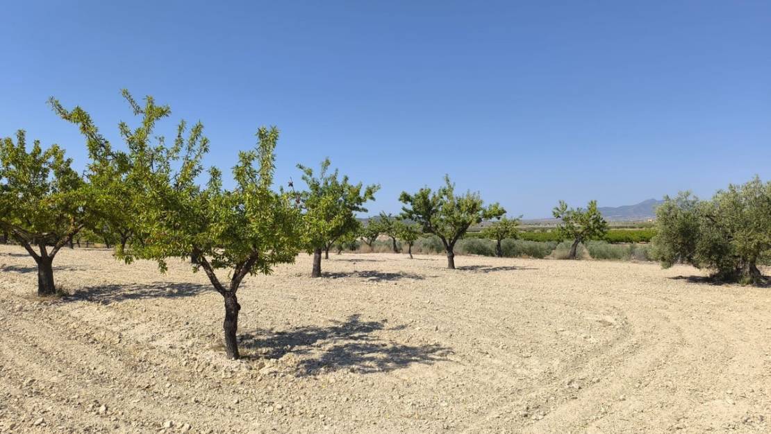 Sale - Land - Monóvar - Monòver - Monóvar - Monòver Centro