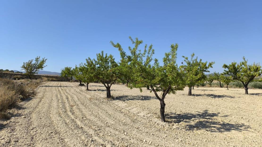 Sale - Land - Monóvar - Monòver - Monóvar - Monòver Centro