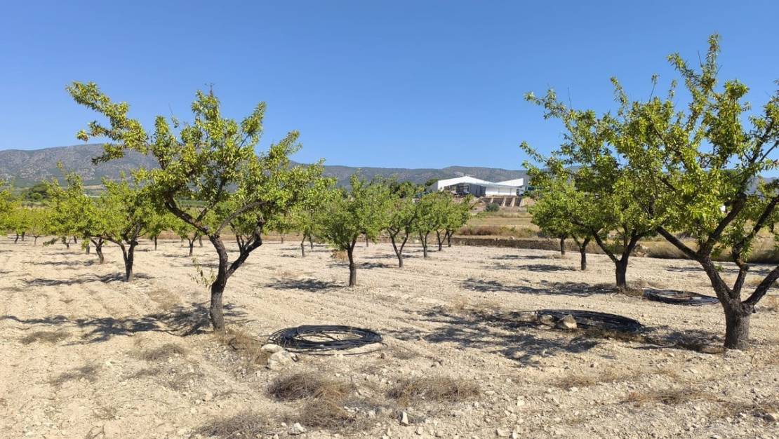 Sale - Land - Monóvar - Monòver - Monóvar - Monòver Centro