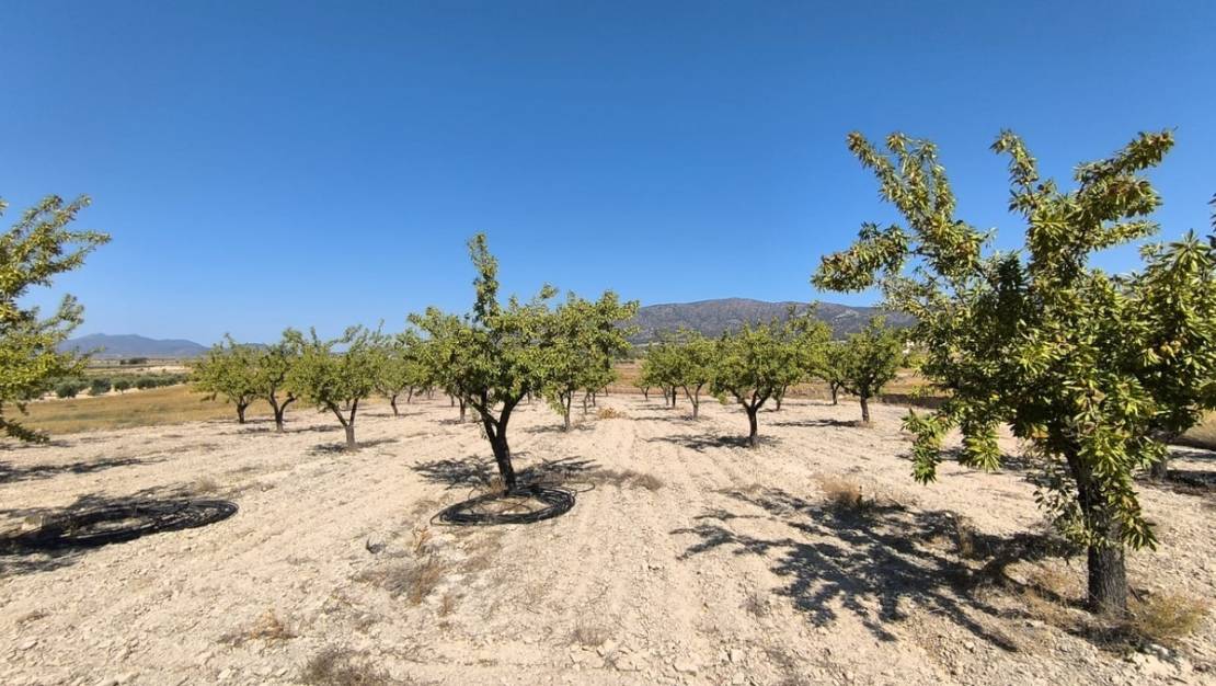 Sale - Land - Monóvar - Monòver - Monóvar - Monòver Centro