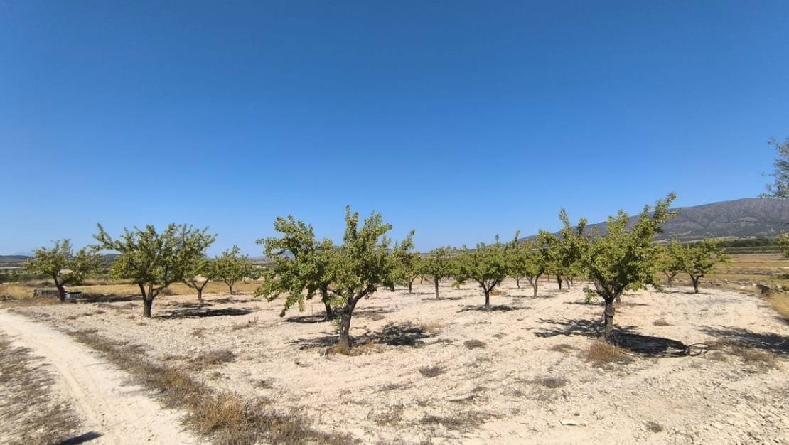 Sale - Land - Monóvar - Monòver - Monóvar - Monòver Centro