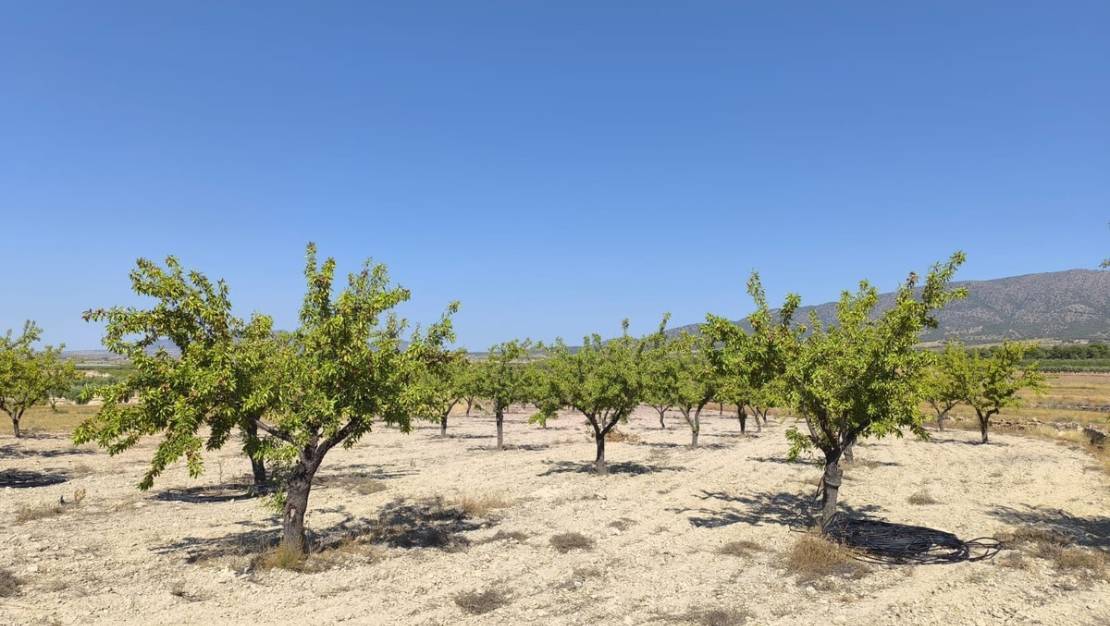 Sale - Land - Monóvar - Monòver - Monóvar - Monòver Centro