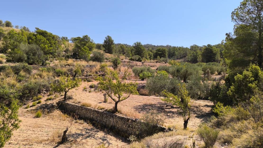 Sale - Land - Monóvar - Monòver - Monóvar - Monòver Centro