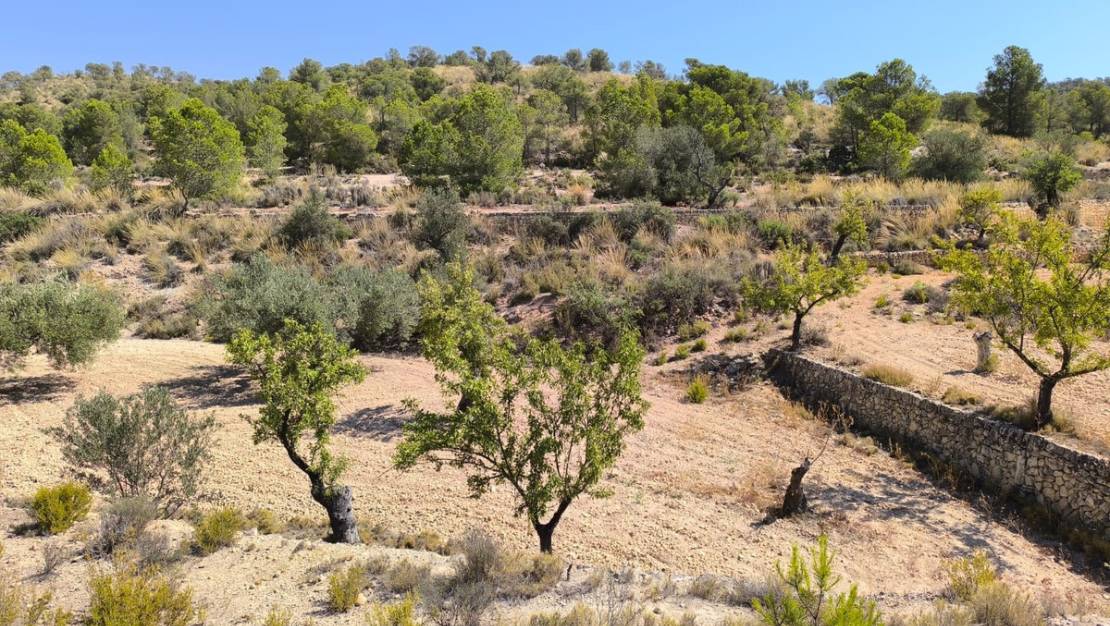 Sale - Land - Monóvar - Monòver - Monóvar - Monòver Centro