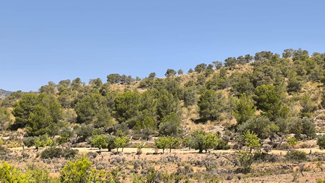 Sale - Land - Monóvar - Monòver - Monóvar - Monòver Centro