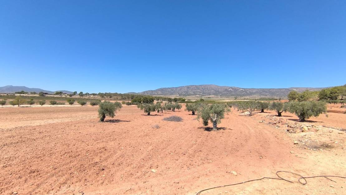 Sale - Land - Monóvar - Monòver - Monóvar - Monòver Centro