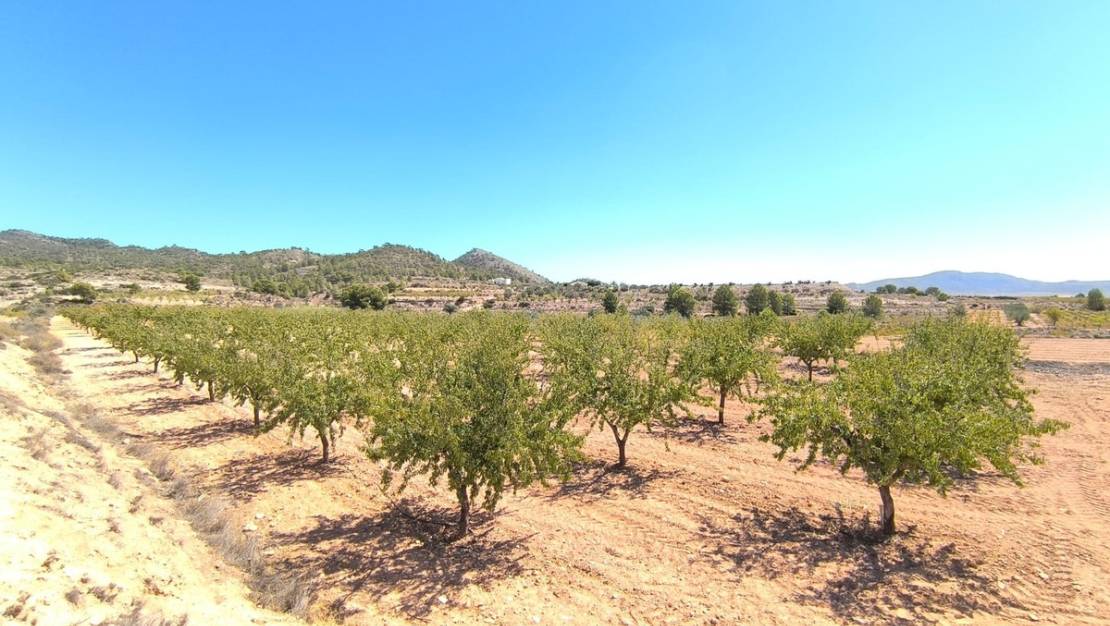 Sale - Land - Monóvar - Monòver - Monóvar - Monòver Centro