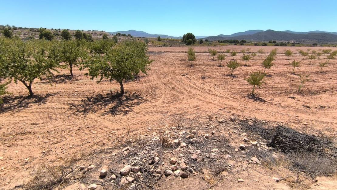 Sale - Land - Monóvar - Monòver - Monóvar - Monòver Centro