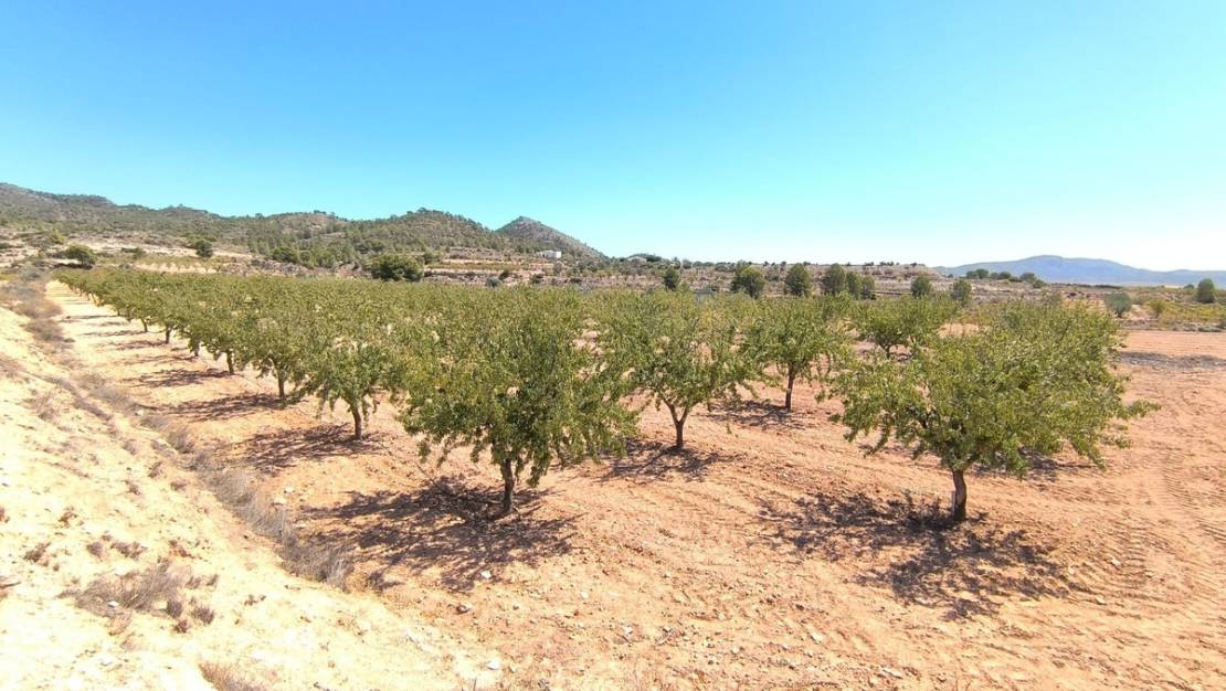 Sale - Land - Monóvar - Monòver - Monóvar - Monòver Centro