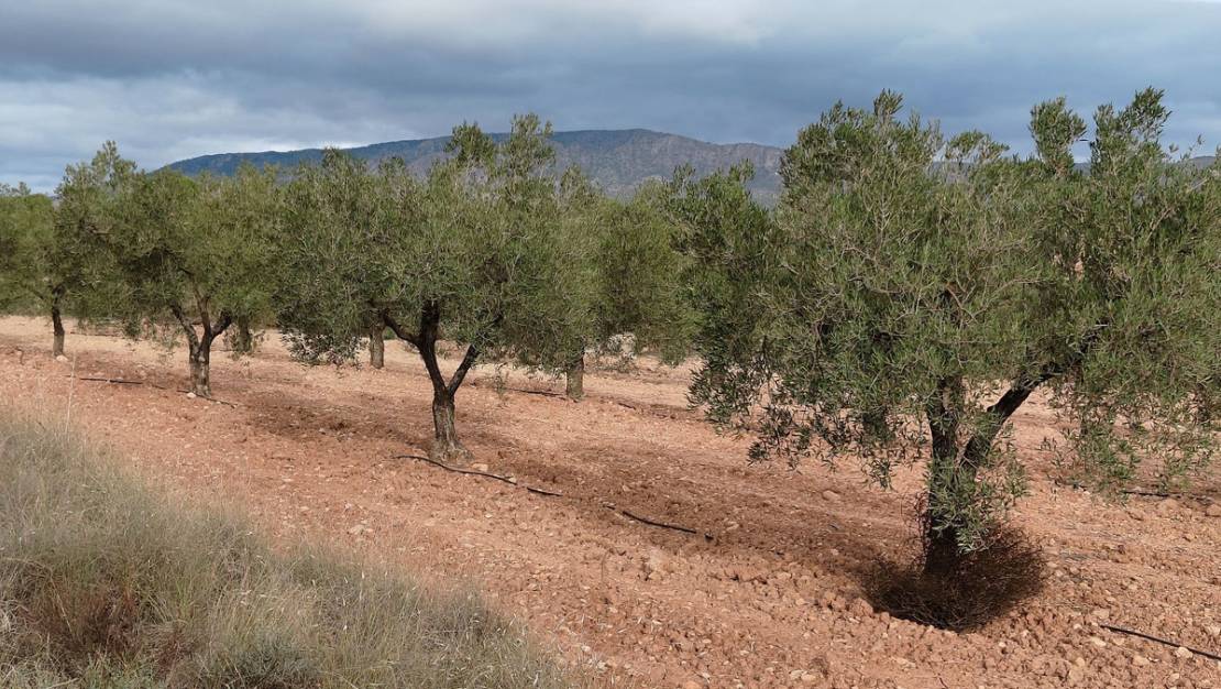 Sale - Land - Monóvar - Monòver - Monóvar - Monòver Centro