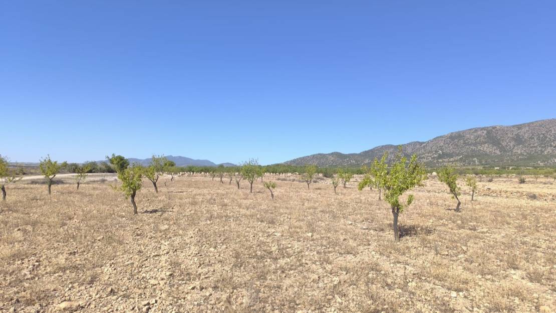 Sale - Land - Monóvar - Monòver - Monóvar - Monòver Centro