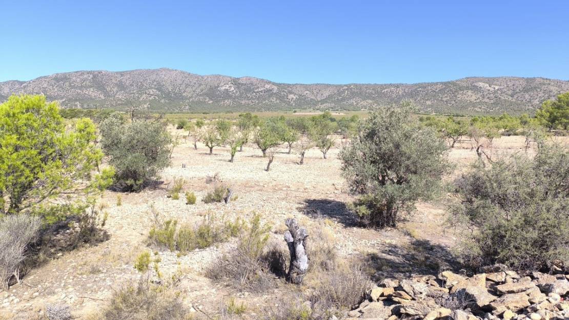 Sale - Land - Monóvar - Monòver - Monóvar - Monòver Centro