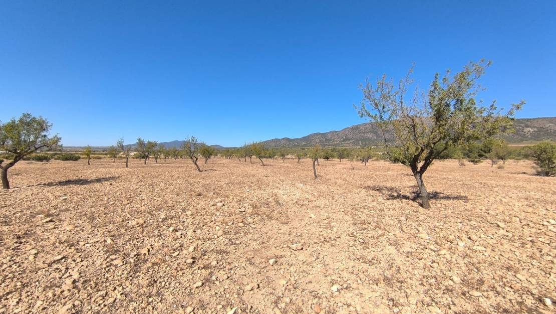 Sale - Land - Monóvar - Monòver - Monóvar - Monòver Centro