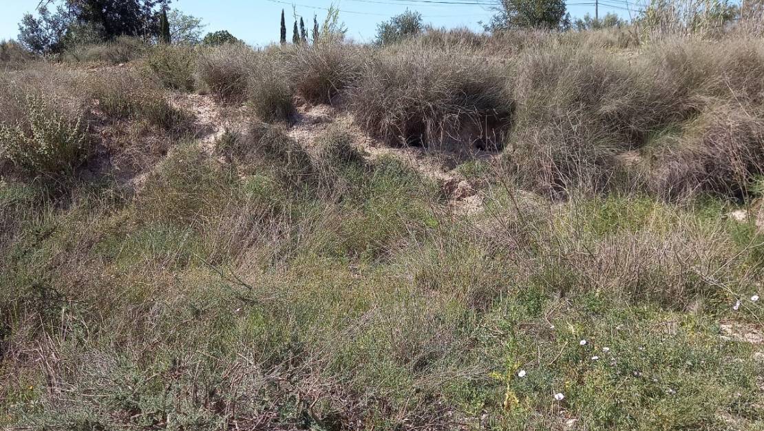 Sale - Land - Novelda - Novelda Centro