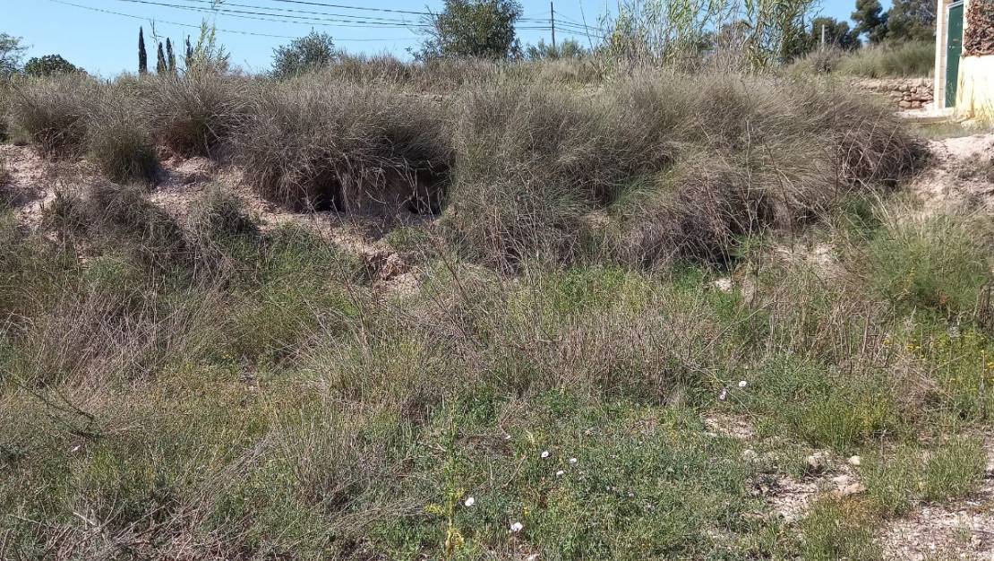 Sale - Land - Novelda - Novelda Centro