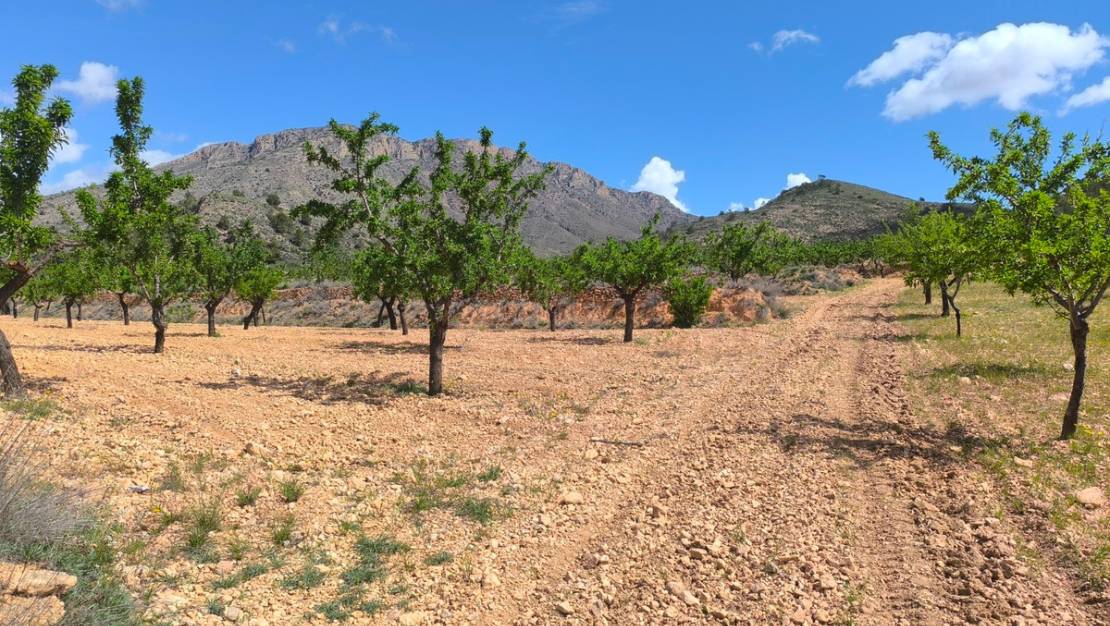 Sale - Land - Orihuela - Orihuela Centro