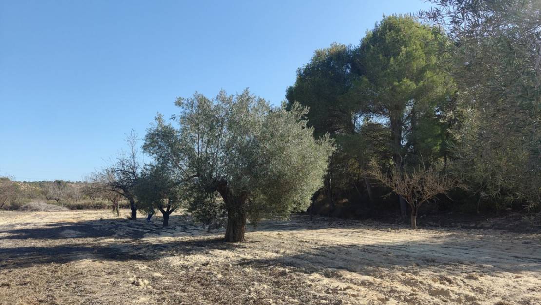 Sale - Land - Orihuela - Torremendo