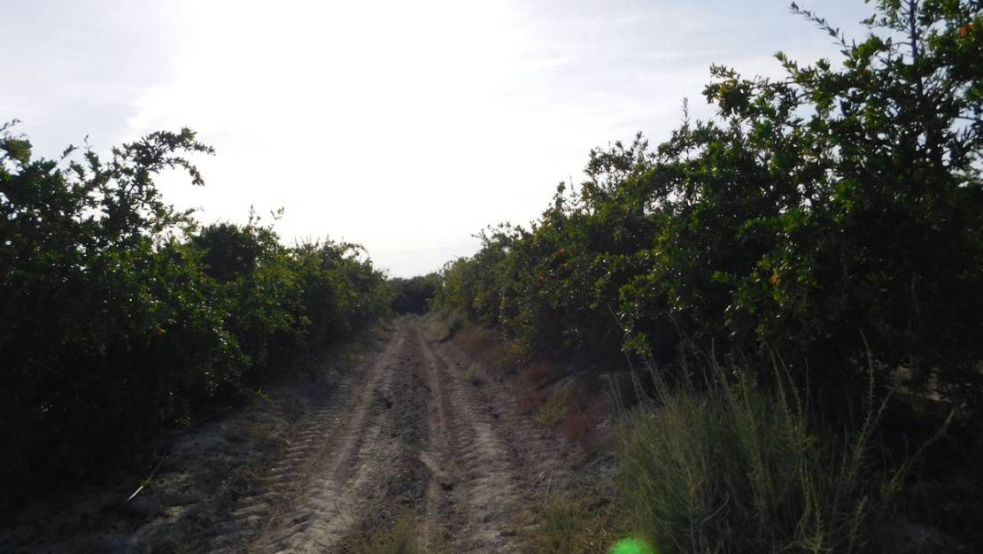Sale - Land - Orihuela - Torremendo