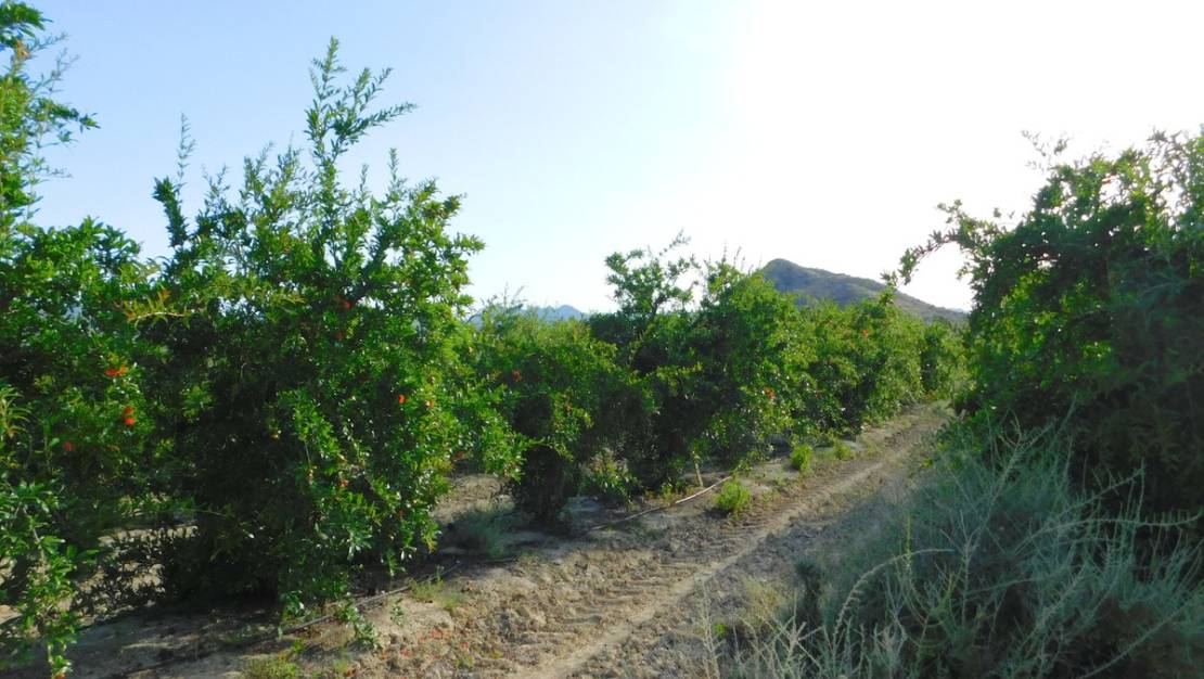 Sale - Land - Orihuela - Torremendo