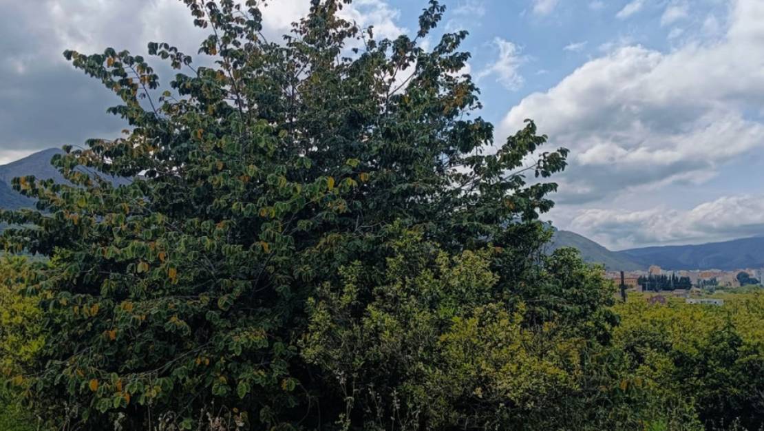 Sale - Land - Pego - Pego Centro