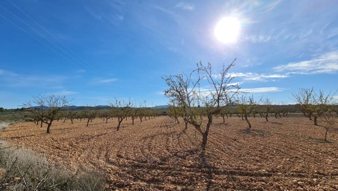 Sale - Land - Pinoso - Lel