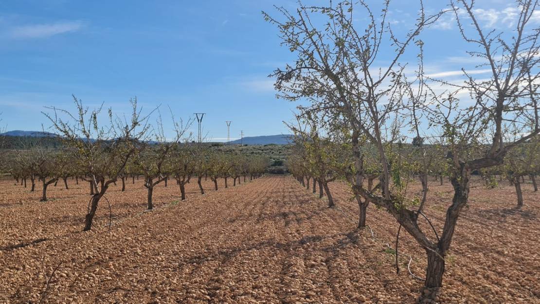 Sale - Land - Pinoso - Lel