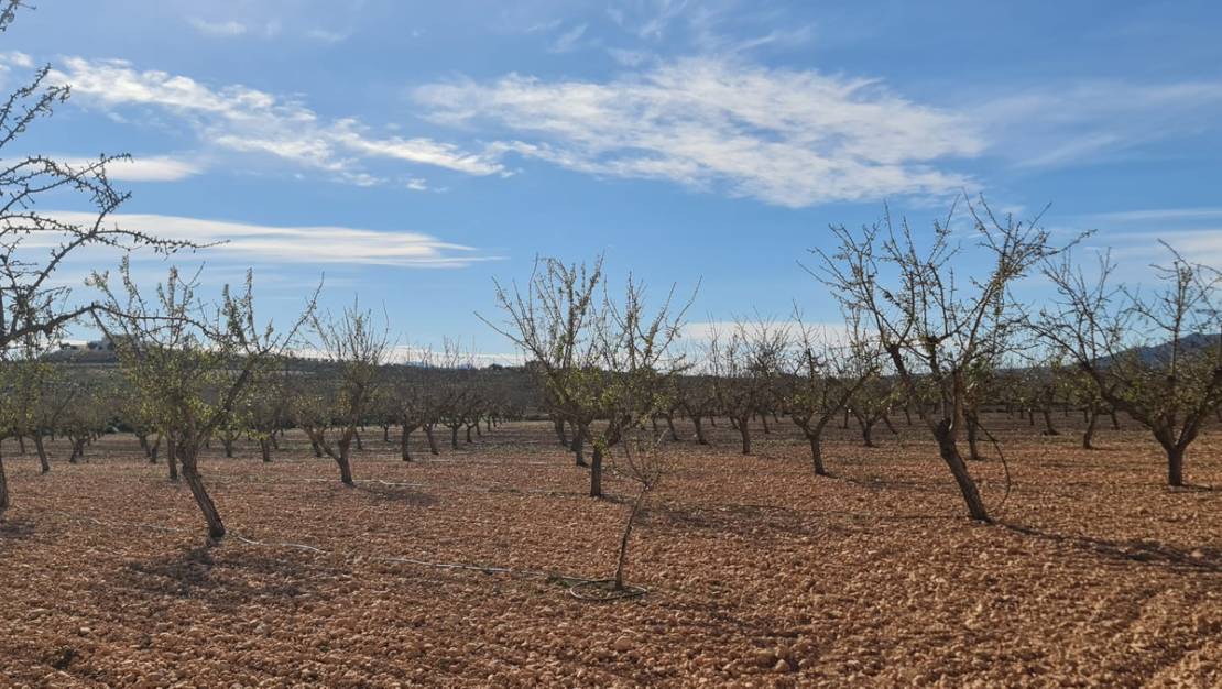 Sale - Land - Pinoso - Lel