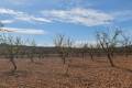 Sale - Land - Pinoso - Lel