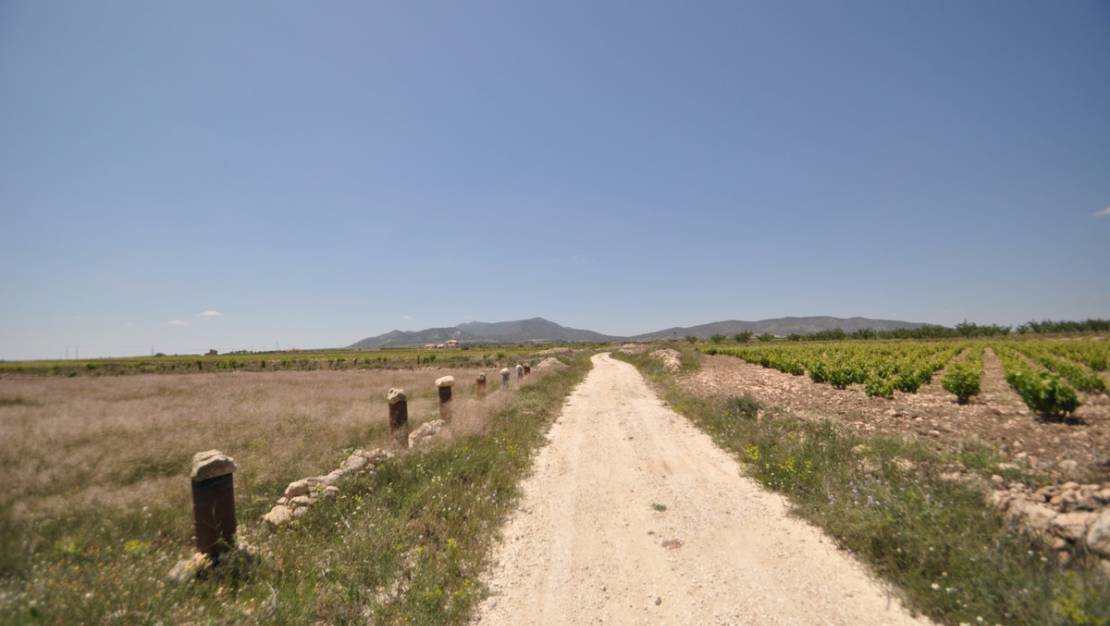 Sale - Land - Pinoso - Pinoso Centro