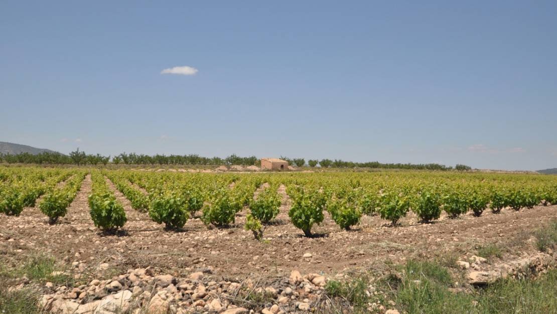 Sale - Land - Pinoso - Pinoso Centro