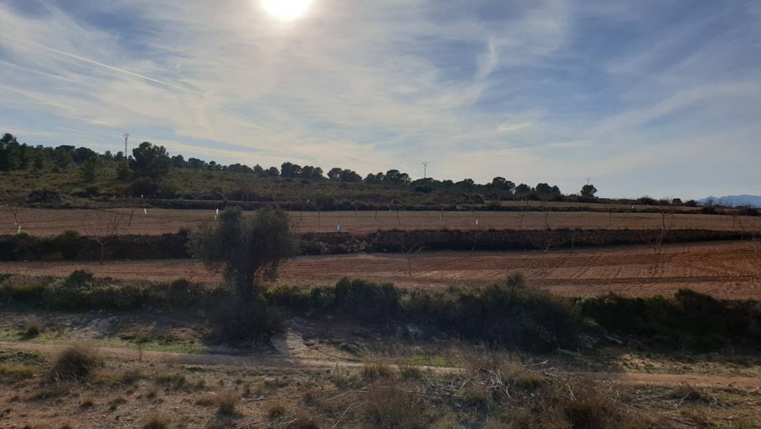 Sale - Land - Pinoso - Pinoso Centro