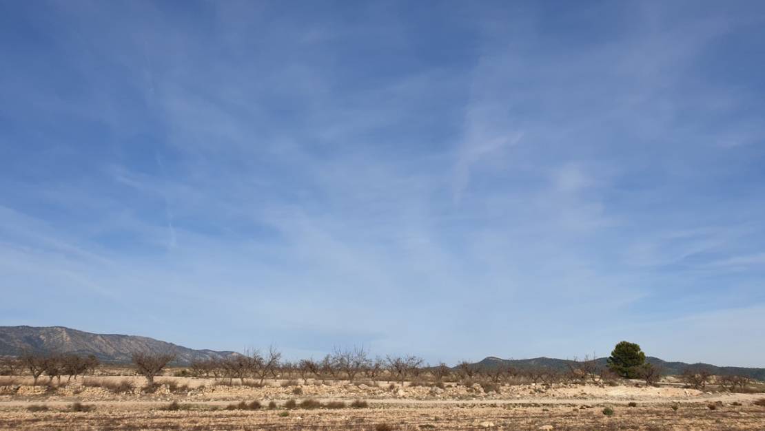 Sale - Land - Pinoso - Pinoso Centro
