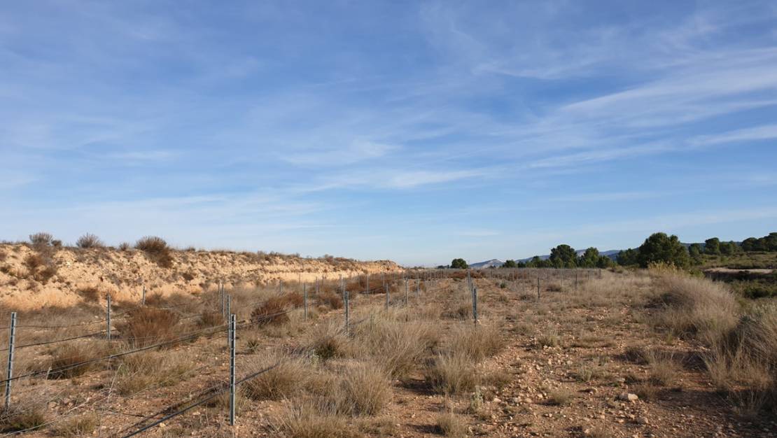 Sale - Land - Pinoso - Pinoso Centro