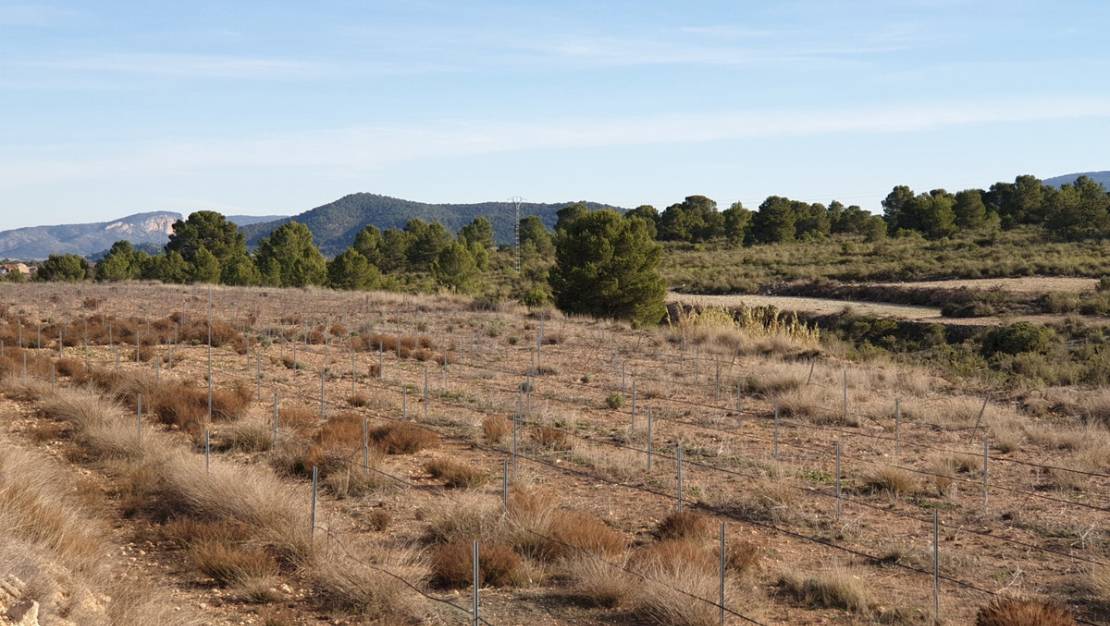 Sale - Land - Pinoso - Pinoso Centro