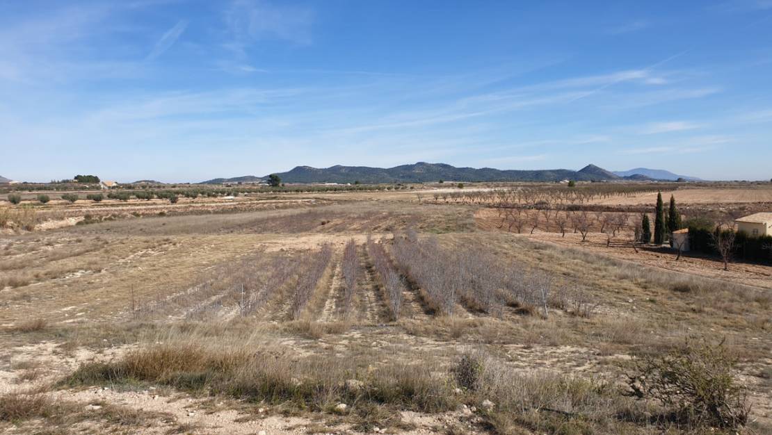 Sale - Land - Pinoso - Pinoso Centro