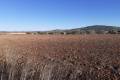 Sale - Land - Pinoso - Pinoso Centro