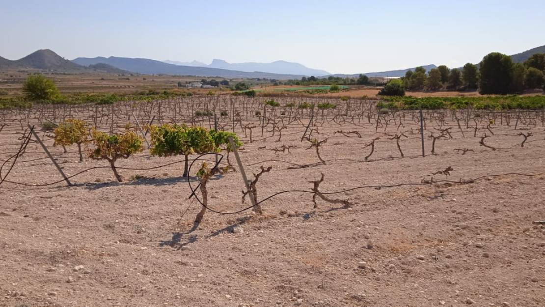 Sale - Land - Pinoso - Pinoso Centro