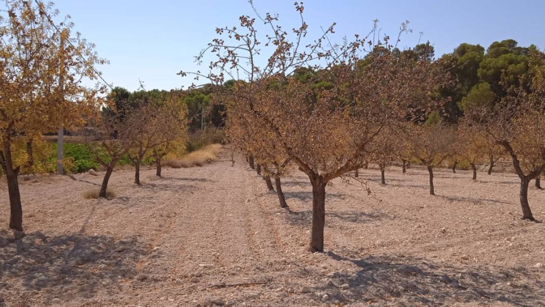 Sale - Land - Pinoso - Pinoso Centro