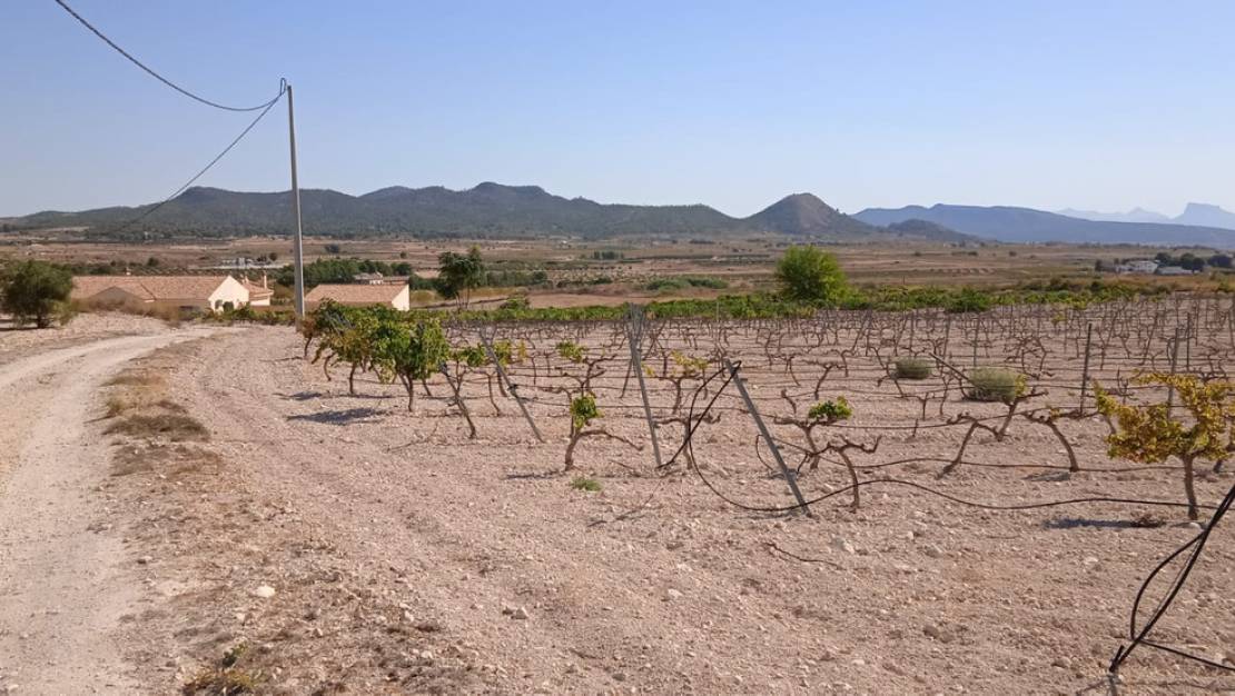 Sale - Land - Pinoso - Pinoso Centro