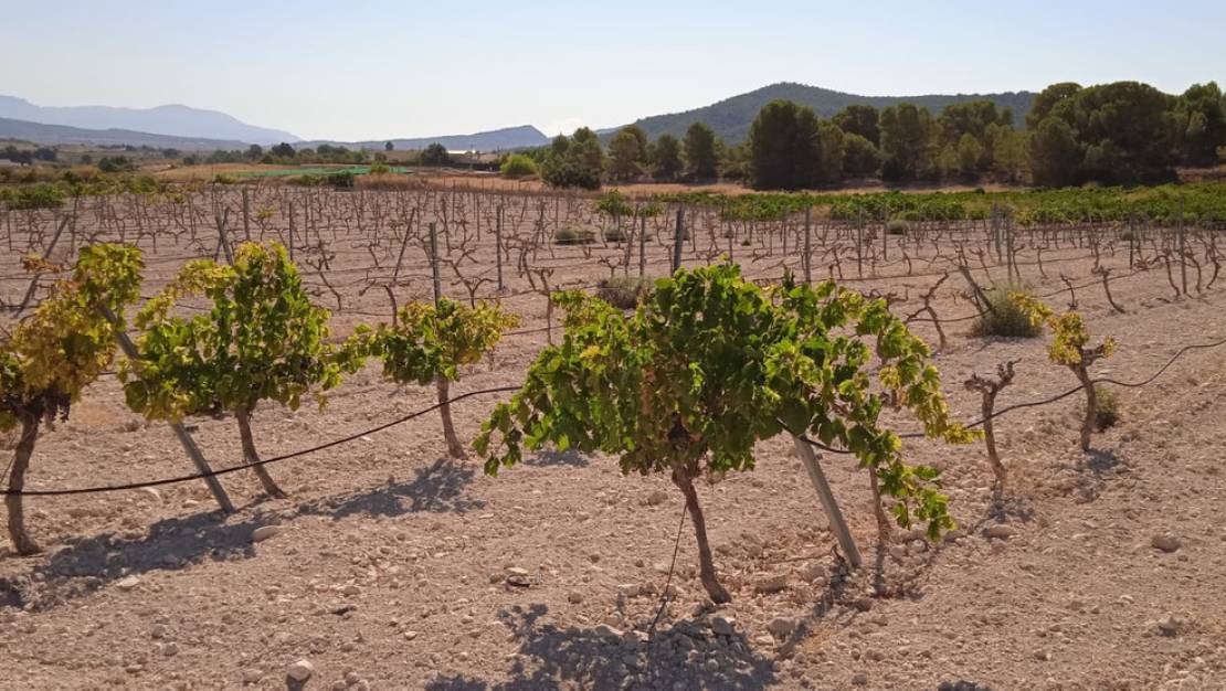 Sale - Land - Pinoso - Pinoso Centro