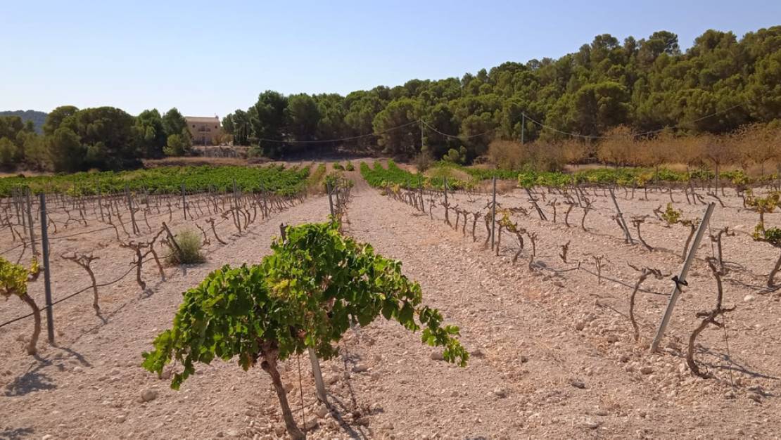 Sale - Land - Pinoso - Pinoso Centro