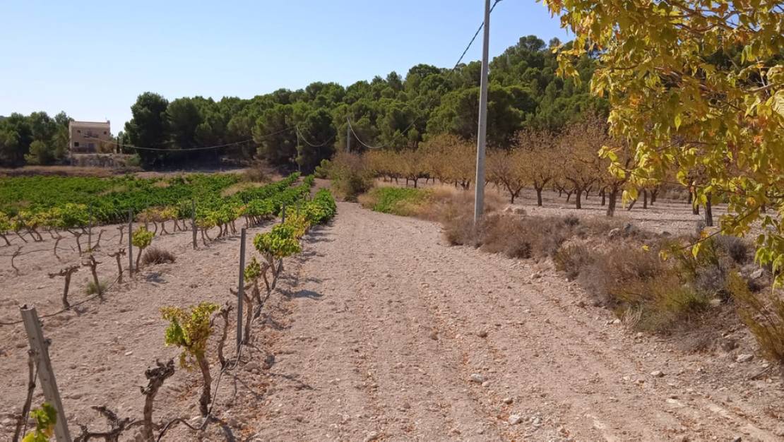 Sale - Land - Pinoso - Pinoso Centro