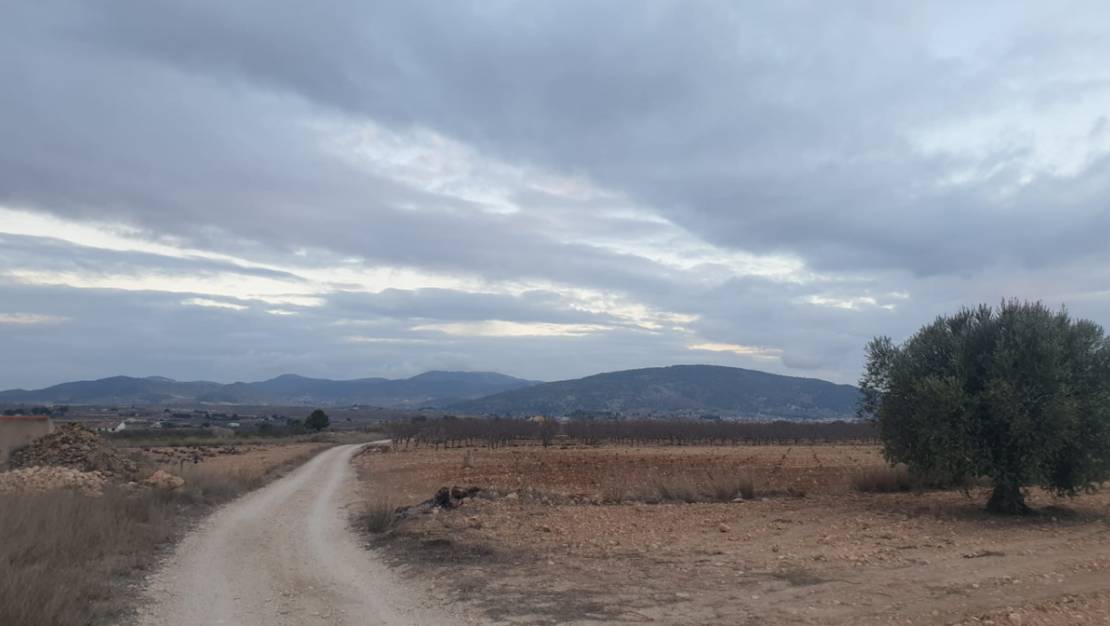 Sale - Land - Pinoso - Pinoso Centro