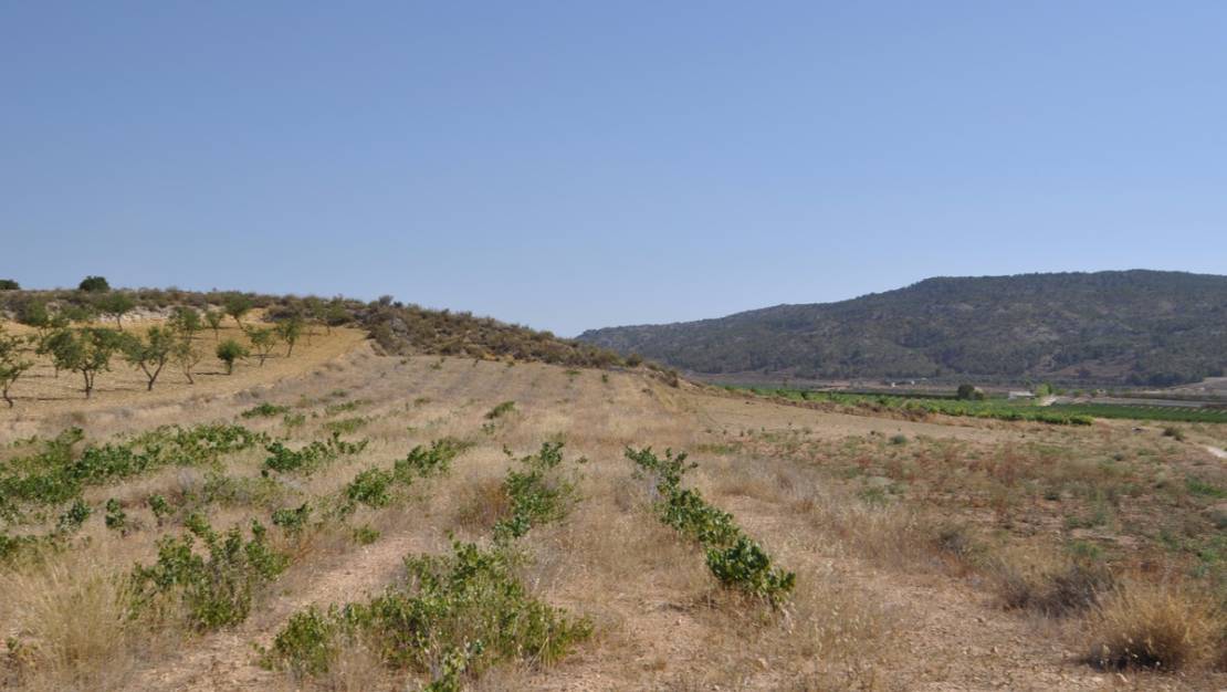 Sale - Land - Pinoso - Pinoso Centro