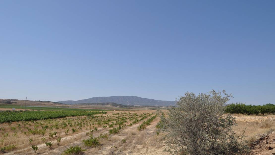 Sale - Land - Pinoso - Pinoso Centro