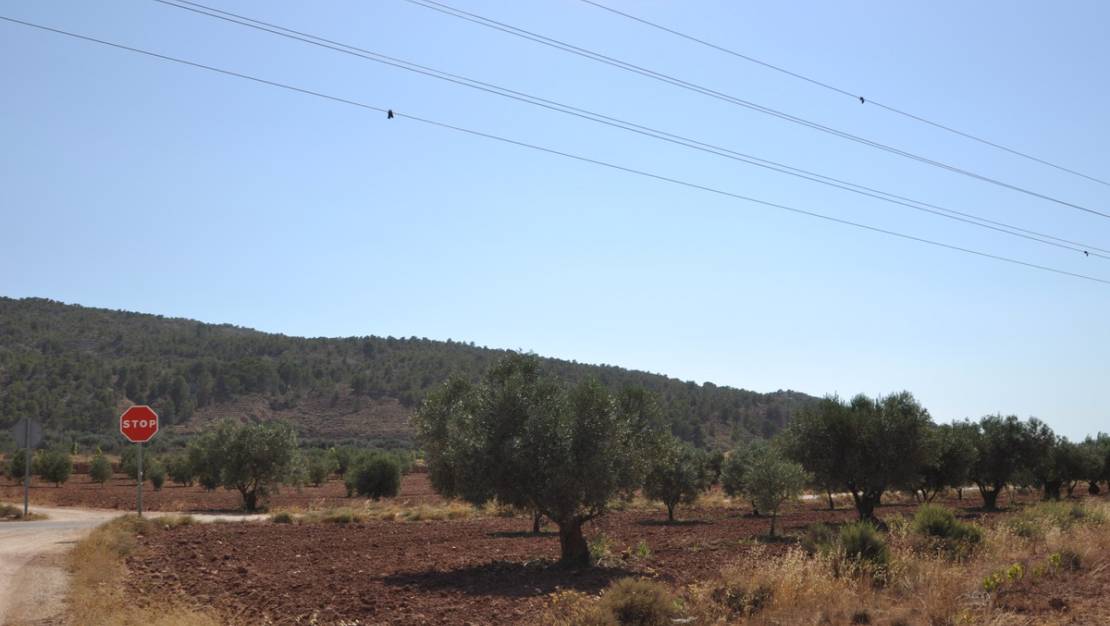 Sale - Land - Pinoso - Pinoso Centro
