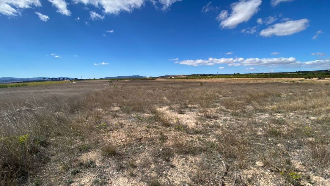 Sale - Land - Pinoso - Pinoso Centro